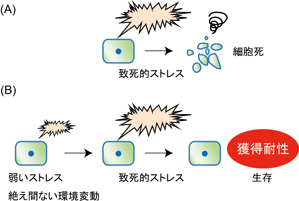 ishikawa1