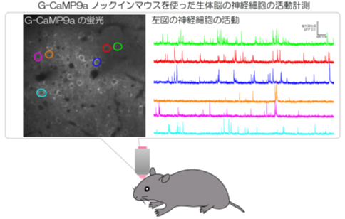 Generation of a new transgenic mouse with a high-sensitive and fast calcium indicator for visualizing neural activity in the brain
