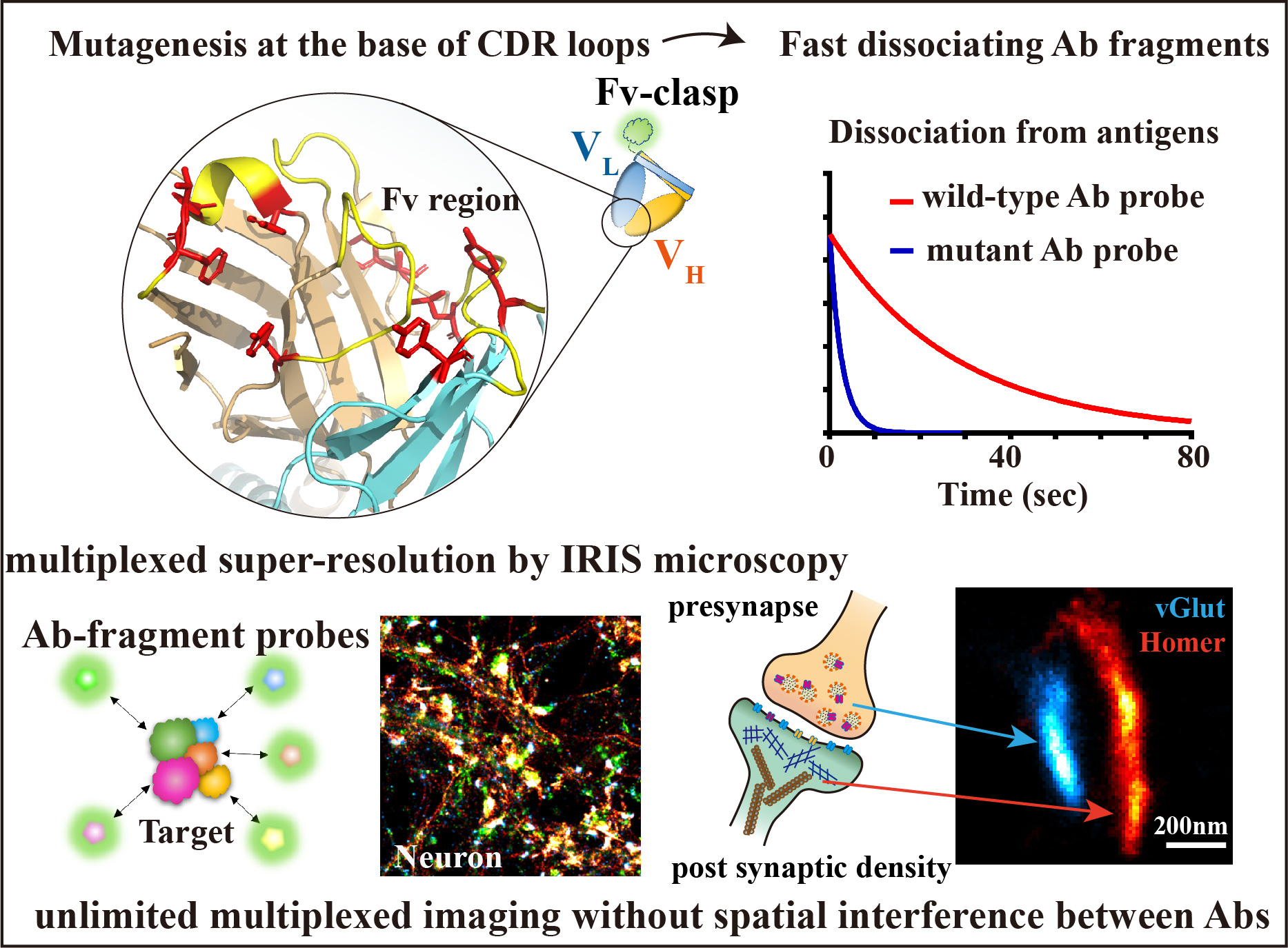 Innovative Technology Expands Applications of Monoclonal AntibodiesーRapid conversion of monoclonal antibodies to multiplexed super-resolution imaging probesー