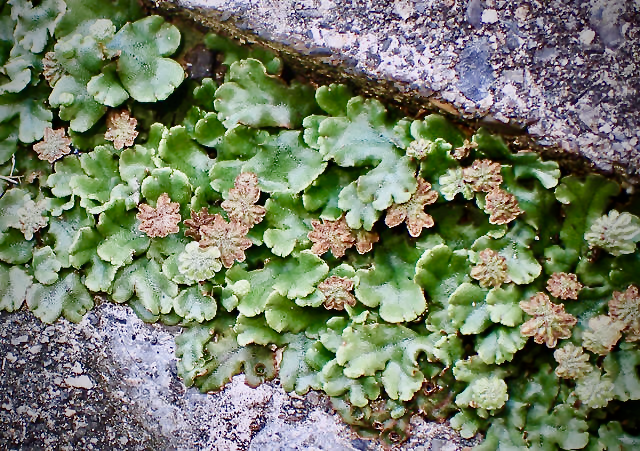 Evolution of plant hormone gibberellin key to liverwort survival