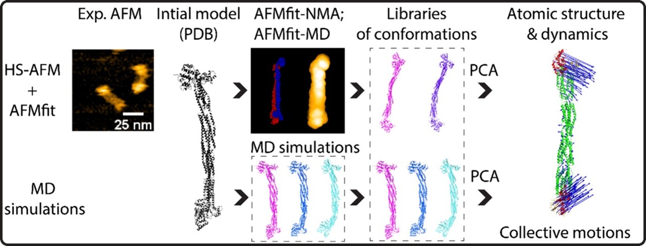 SimHS-AFMfit-MD: An Integrative Approach for Inferring Alpha-Actinin Atomic Conformational Dynamics