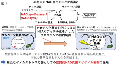 ゲノムストレス応答におけるNAD代謝変動―空間的NAD代謝エピゲノム制御の提唱―
