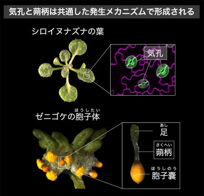 気孔のない植物タイ類における気孔形成因子の役割を解明―コケ植物特有の組織「蒴柄（さくへい）」と気孔の意外な関係―