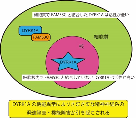 ダウン症・自閉症関連タンパク質キナーゼDYRK1Aの抑制因子の発見 ―FAM53Cタンパク質はDYRK1Aに結合して活性を低下させる―
