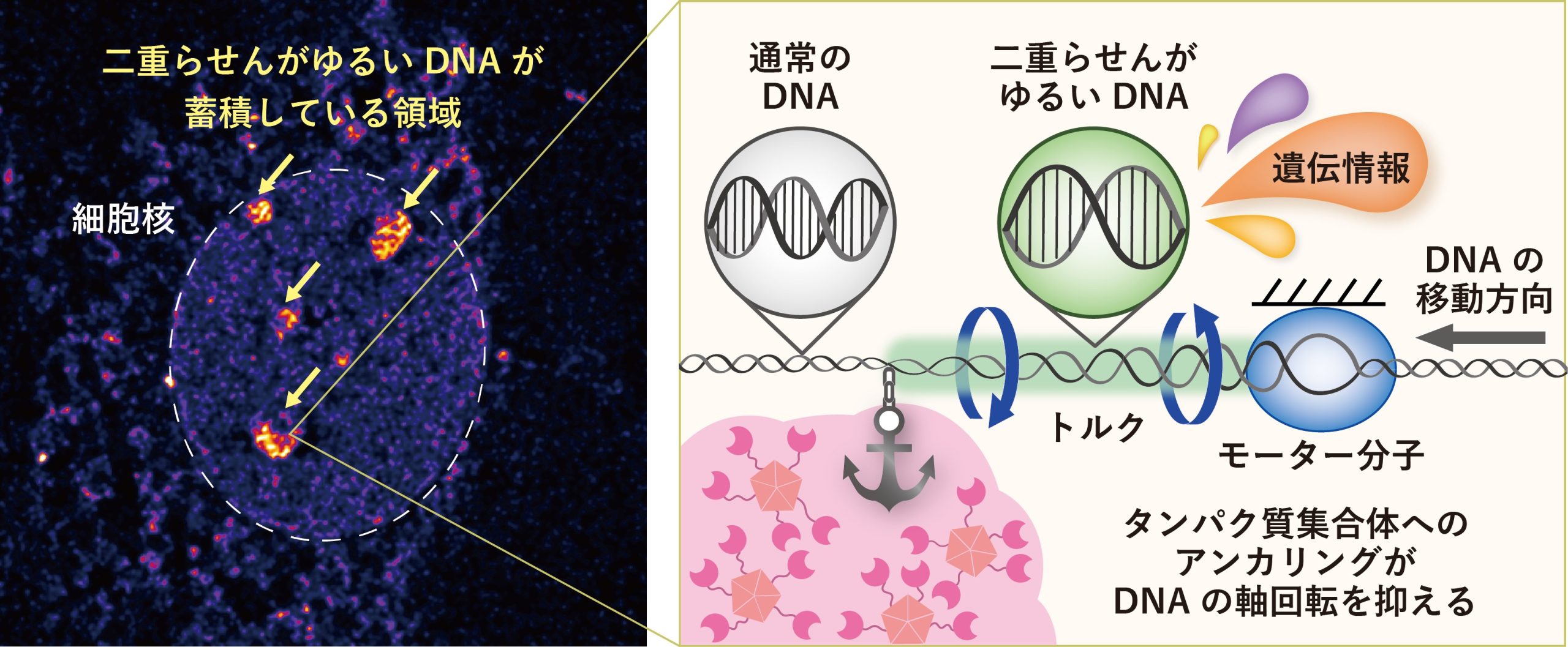 細胞核内のDNAが二重らせんの逆ねじりでゆるむ仕組みを解明―人為的な遺伝情報の読み出し制御による遺伝子治療技術への応用にも期待―