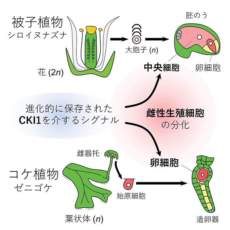 コケ植物の卵細胞を生み出す遺伝子を発見―陸上植物の生殖細胞をつくる機構とその進化―