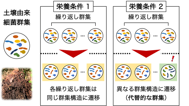 微生物叢のゆらぎと安定性 ―多種細菌群集の「代替状態」と制御可能性―