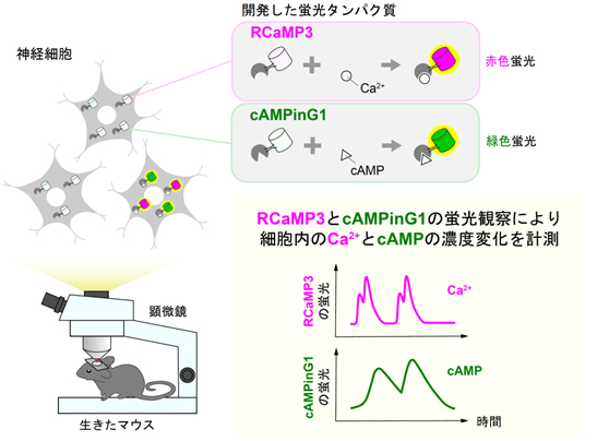 Ca2+やcAMPを感知する蛍光タンパク質を開発―生きた動物の細胞内セカンドメッセンジャーの動きを観察する―