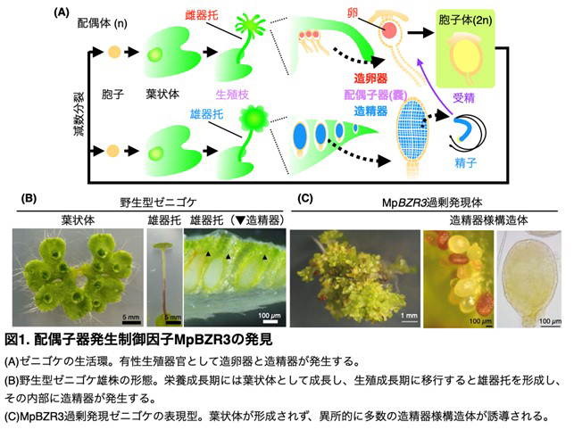 見逃されてきた「非典型」転写因子がコケ植物の有性生殖器官の発生を制御する－植物の有性生殖システムの進化の痕跡を示す鍵因子の発見－