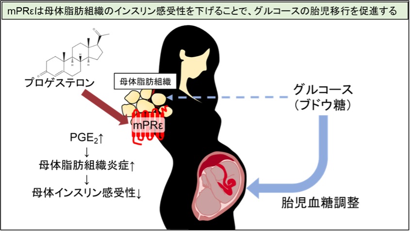 妊娠中の女性ホルモンは胎児の栄養環境とその後の成長に影響する―mPRε受容体を標的とした妊娠糖尿病治療薬開発の可能性―