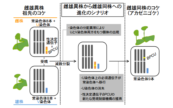 雌雄異株から雌雄同株への進化に伴う性染色体の運命とは―コケ植物の有性生殖システム転換における染色体再編成の解明―