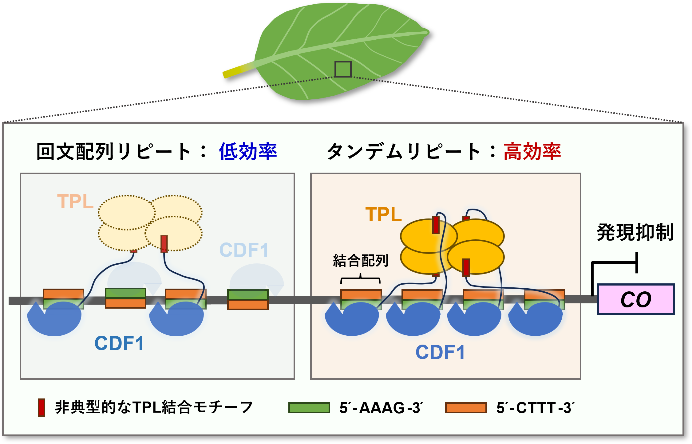植物の開花の始まりを抑える未知の遺伝子制御の仕組みを解明―植物特異的Dof転写因子はDNA上の近接した結合配列のタンデムリピートに効率的に集積する―
