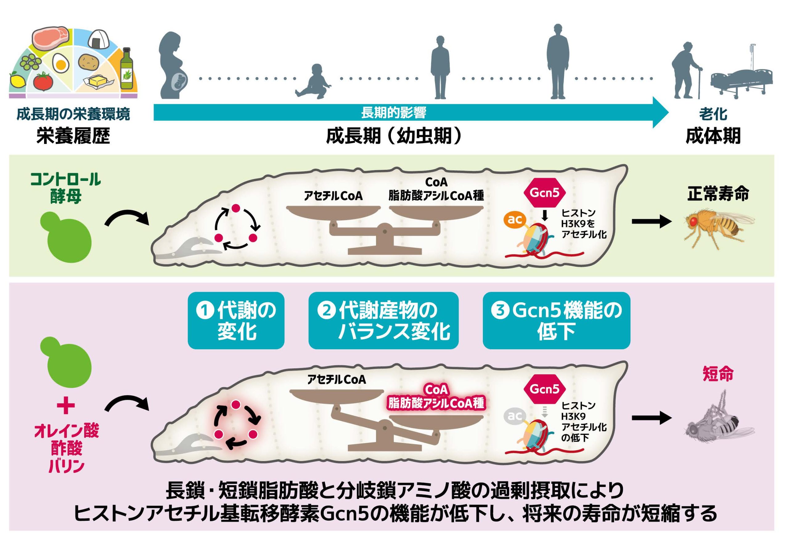 成⻑期における脂肪酸とアミノ酸の過剰摂取が将来の寿命を短縮する ―幼若体内のヒストン修飾酵素の機能の低下を経て―