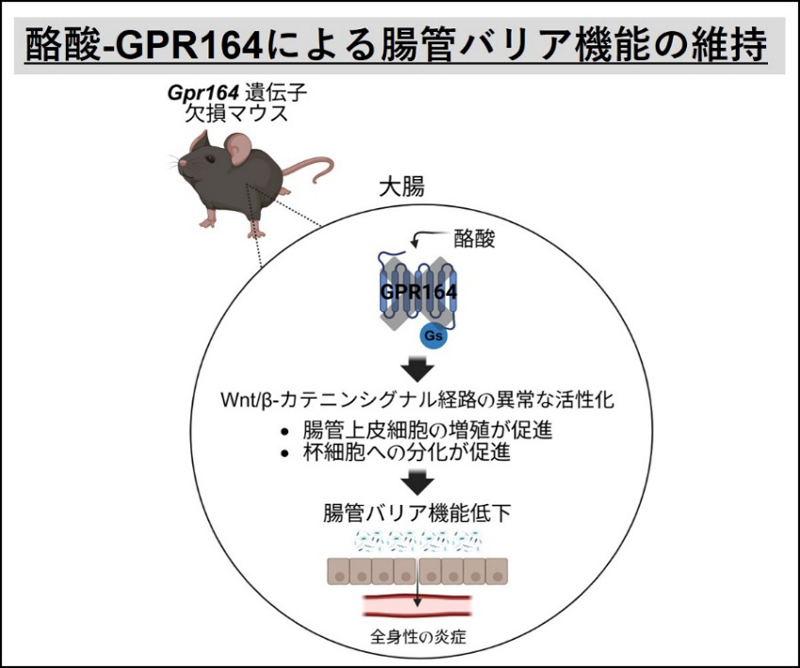 腸管バリア機能を制御する新たな短鎖脂肪酸受容体の同定~炎症性腸疾患や大腸がんなどの予防・治療法の開発応用に期待~