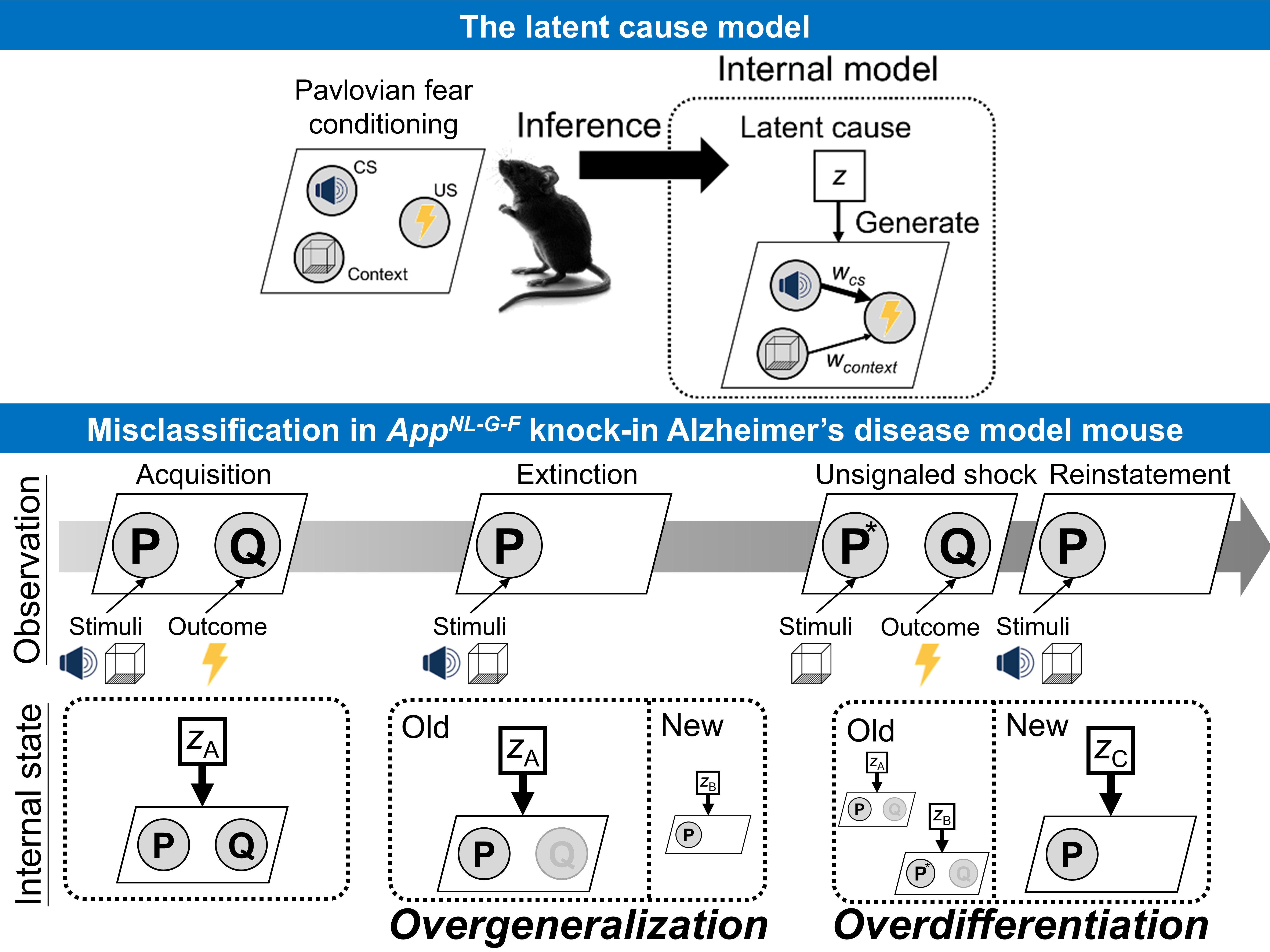数理モデリングを用いたアルツハイマー病モデルマウスにおける記憶プロセスの異常の解析