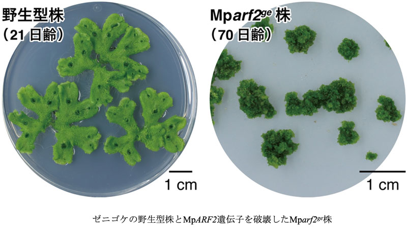 植物の永続的な成長を支える分子機構を解明～成長点の司令塔を担う転写因子が鍵～