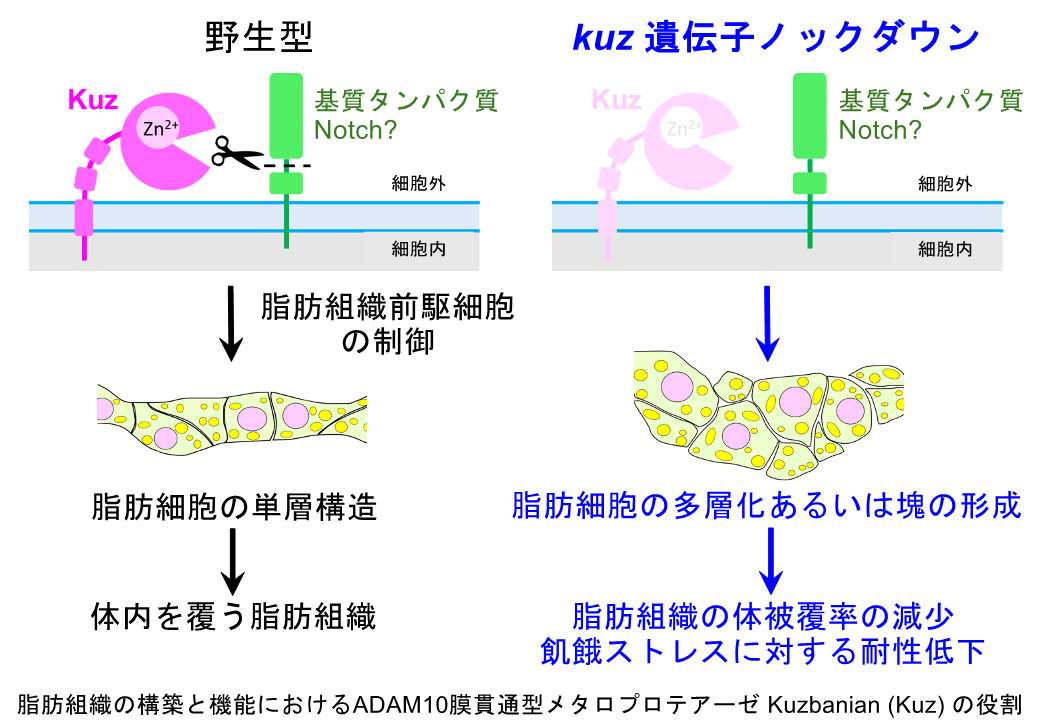 シート状脂肪組織の構築と生理機能の発現に働く遺伝子を発見  ―ADAM10 膜貫通型メタロプロテアーゼの役割―