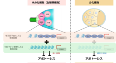 生殖細胞を守る二重の安全装置 ―細胞死遺伝子の誤作動を防ぐ仕組み―