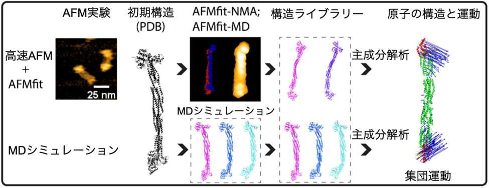 高速AFM動画から原子の構造と運動を推計する手法の開発と検証 ―αアクチニンへの適用による曲げ・ひねり運動の解明―