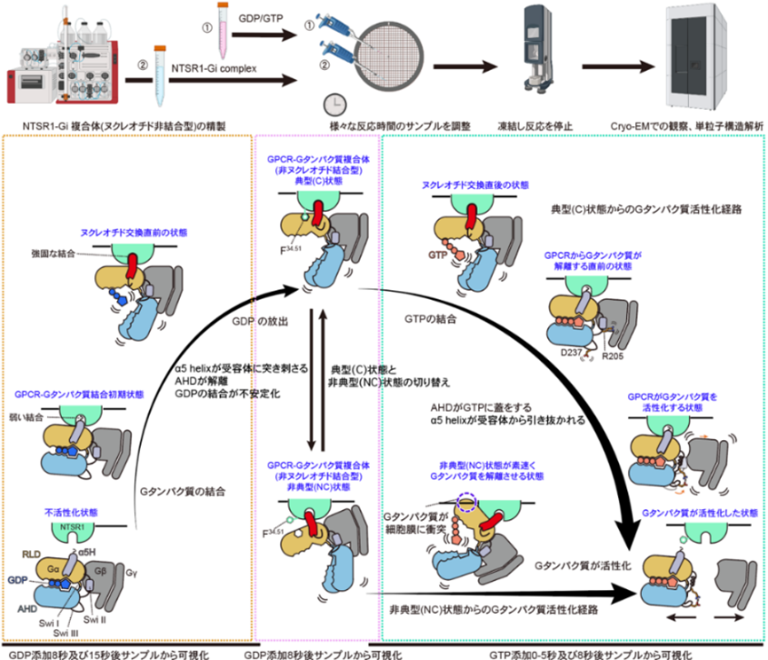 受容体の活性化サイクルの網羅的可視化  ――時間分解構造解析により明らかになったGPCR のG タンパク質選択性と  2 つのG タンパク質活性化経路――