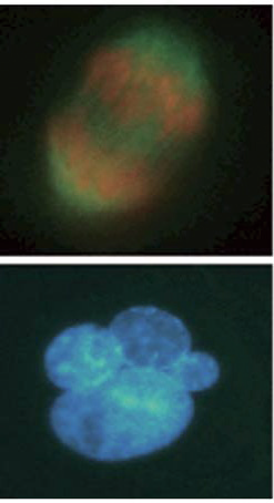 ゲノム維持機構学 京都大学大学院生命科学研究科